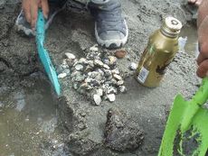 写真6 同海浜公園、港陽小学校の前浜で、13日に、港区の底生生物観察会波打ち際で採集した天然のアサリ