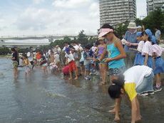 写真7 13日、同小学校の前浜で港区によるアサリ放流東京ベイクリーンアップ大作戦の海浜清掃参加者の子供達が協力しました
