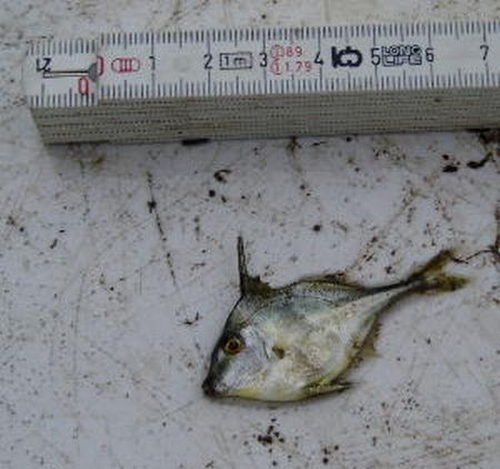 St.2 羽田沖で採集したギマ稚魚