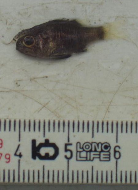 St.1 羽田洲で採集したテンジクダイ属spの稚魚