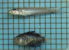 12月17日に内湾アユの調査で多摩川河口水域(羽田洲)で採集した稚魚