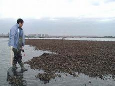 江戸川河口の砂泥地帯1