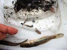 底曳網調査で採集したマハゼ(約12cm)