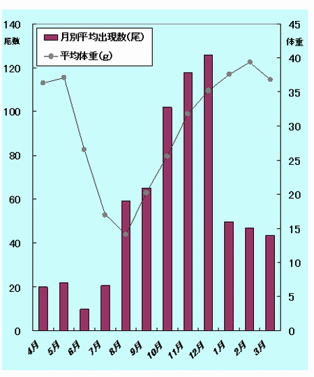 標本船のマハゼ月別漁獲尾数と総重量の平均値をあらわしたもの