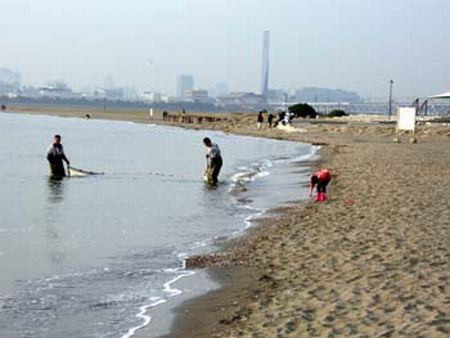 三枚洲での曳網(葛西臨海水族園近くの人工干潟)