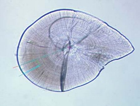 アユの耳石(頭部内耳にある石灰質の塊)に一日1本形成される日輪