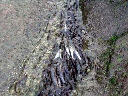 多摩川調布取水堰(河口より13㎞)