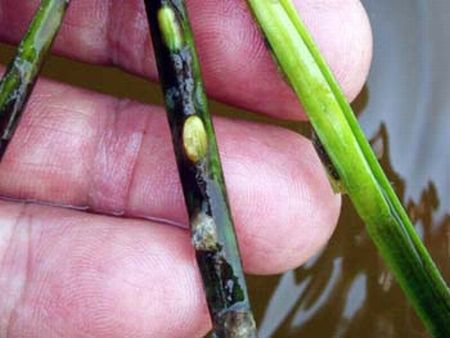 6月1日 昨秋お台場に移植したアマモからできた種子