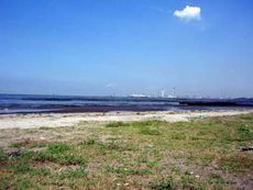 写真3 8月10日千葉県富津海岸(黒くなっている部分