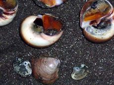 ツメタガイがアサリやシオフキなどの2枚貝を捕食した孔
