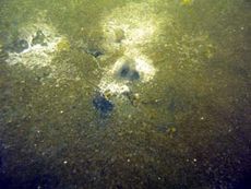 写真1 9月8日 ホンビノスガイの呼水管と海底面