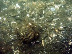 5月下旬頃死亡し集積したアサリなど2枚貝の殻上に生息するマガキ