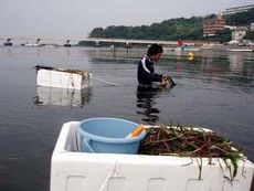 神奈川県走り水海岸での花枝採取