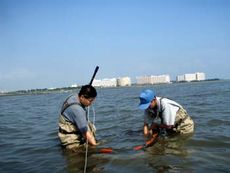 写真9 稚魚採集風景