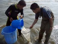 写真10 袋網部に入った生物の濾し取り