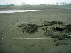 写真6 中間地点よりやや岸よりのD地点では自記水温計(中央黄色)が露出