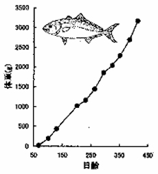 カンパチの成長
