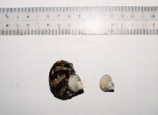 サザエ放流貝、左（再捕時）、右（放流時）