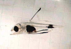 図1 種苗生産されたアカハタ仔魚(全長4.5mm)