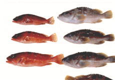 図4 回収された標識魚(右)と天然魚(左)