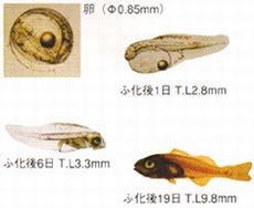 図4 初期発生