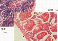 図2-1 産卵前(7月)のサザエの生殖腺組織像