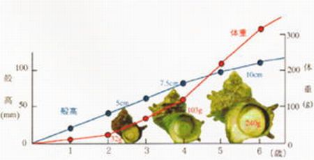 図5 伊豆大島におけるサザエの成長