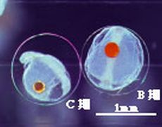図2-2 キンメダイ卵(B期卵からC期卵)