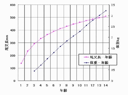 図4 成長曲線(年齢と尾叉長・体重の関係)