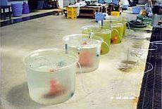 写真1 抗菌剤の濃度別薬浴試験