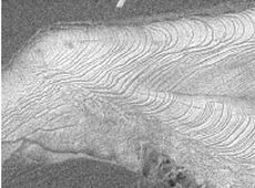 図3 成魚星状石切片の走査電顕像