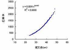 図3 漁獲されたキンメダイの尾叉長と体重の関係
