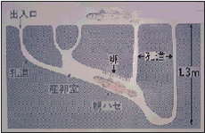 写真1 マハゼの巣穴模式図