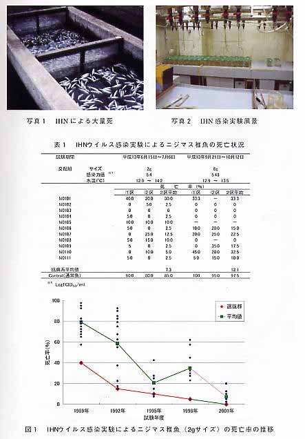 ＩＨＮ抗病系品種の開発に関する説明資料