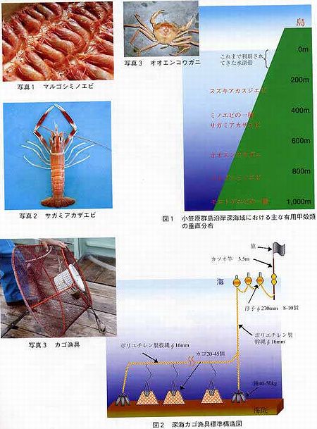 深海甲殻類写真