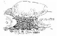 イワナの発目卵の放流方法