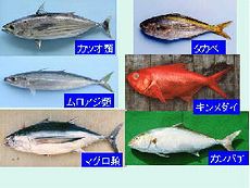 主要な漁獲対象魚