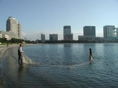 アユ調査風景（お台場）