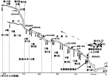 平成17年度 標識アユの区域別採捕数