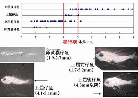 図3 キンメダイ仔魚の成長に伴う形態変化