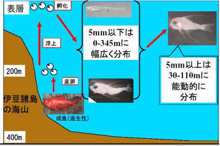 図5 キンメダイ仔魚の成長に伴う分布水深の変化