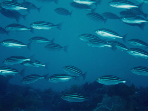 タテ縞の鮮やかなイサキの小型魚