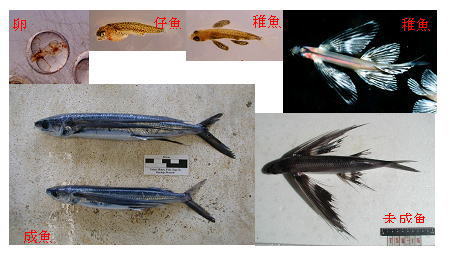 図3 ハマトビウオ成長