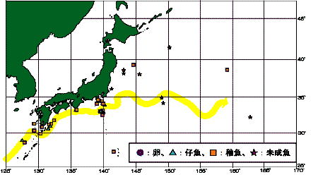 図5 ハマトビウオ卵から未成魚の分布