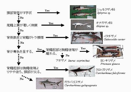 図1 八丈島周辺海域に出現するサメ類の簡易船上査定表