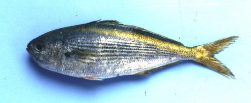 伊豆諸島を代表する魚タカベ