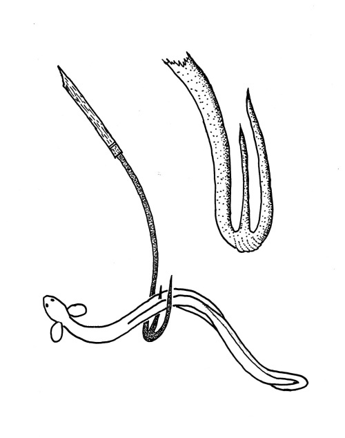 江戸前ウナギの漁具「鰻鎌」とその先端
