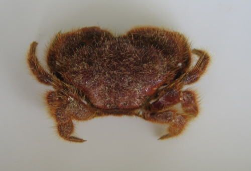 オオケブカガニ