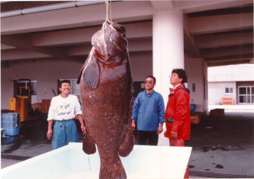 小笠原でとれた体長2mのタマカイ