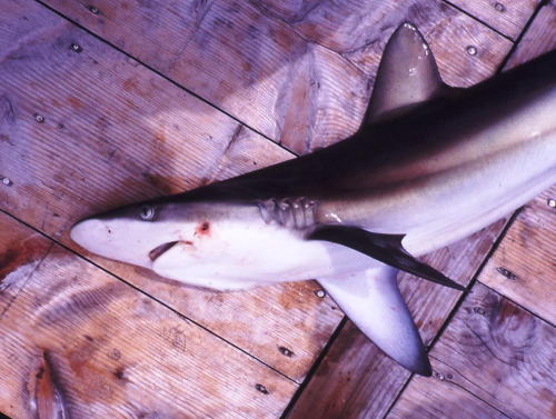 漁獲されたサメ